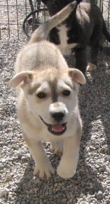 Leo (Aspen) (A1760415)