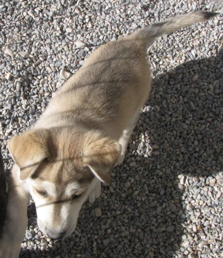 Leo (Aspen) (A1760415)