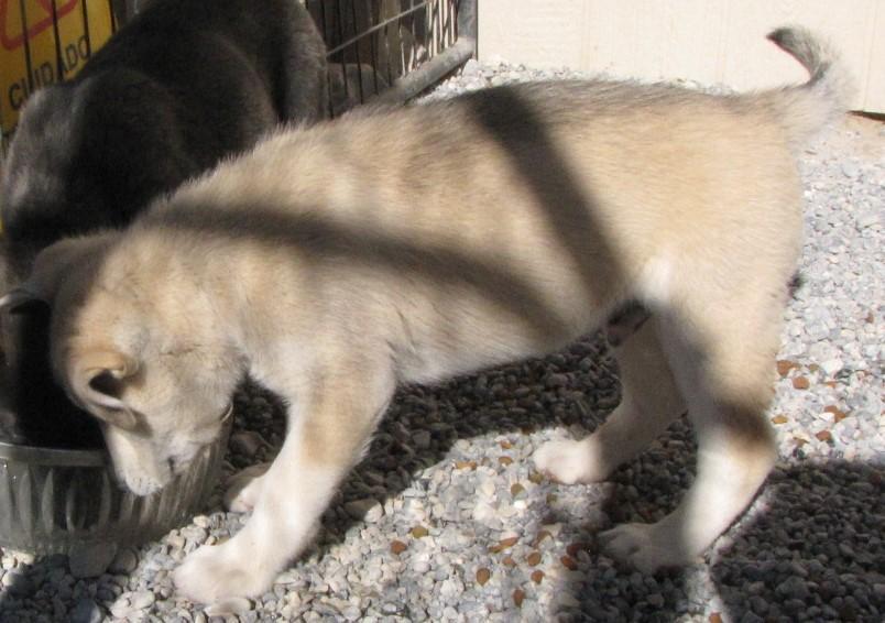 Leo (Aspen) (A1760415)