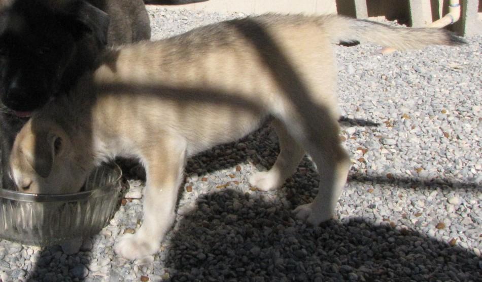 Leo (Aspen) (A1760415)