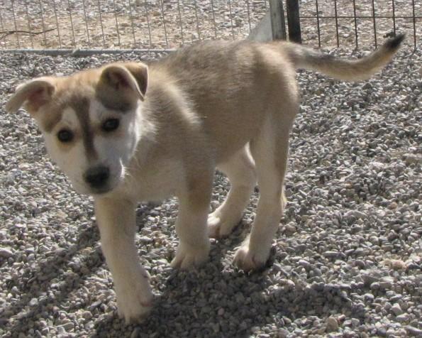 Leo (Aspen) (A1760415)