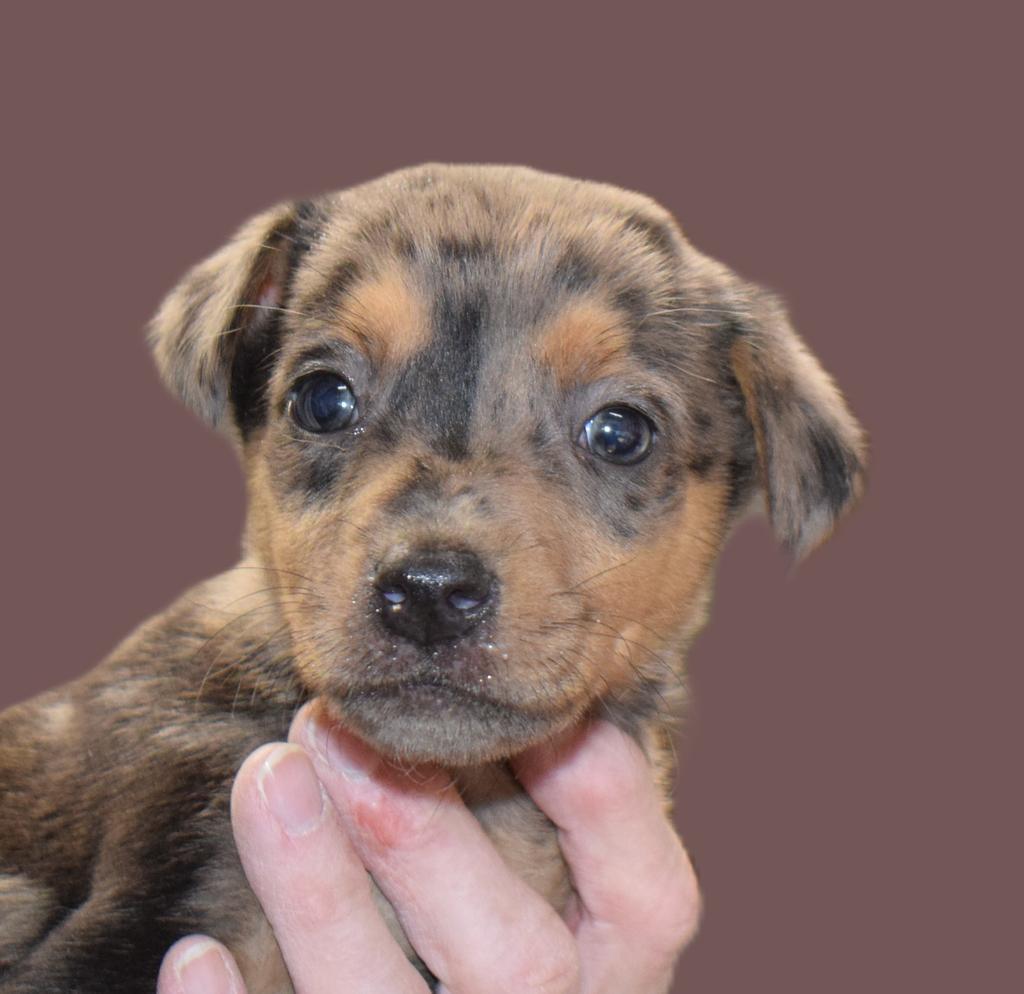 Denny (Carson) (June P1)