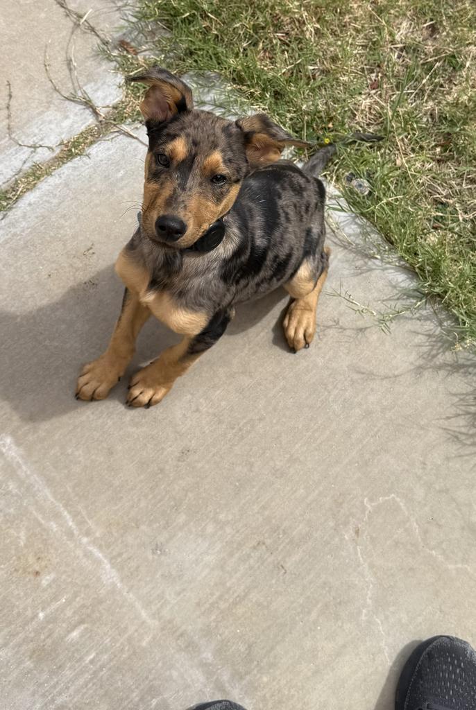 Denny (Carson) (June P1)