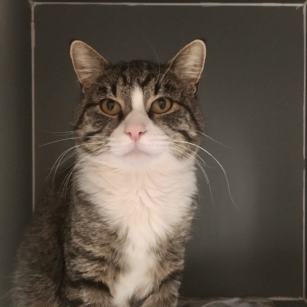 Louie, an adoptable Domestic Short Hair in Heber City, UT, 84032 | Photo Image 1