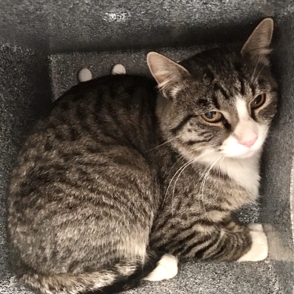 Louie, an adoptable Domestic Short Hair in Heber City, UT, 84032 | Photo Image 2