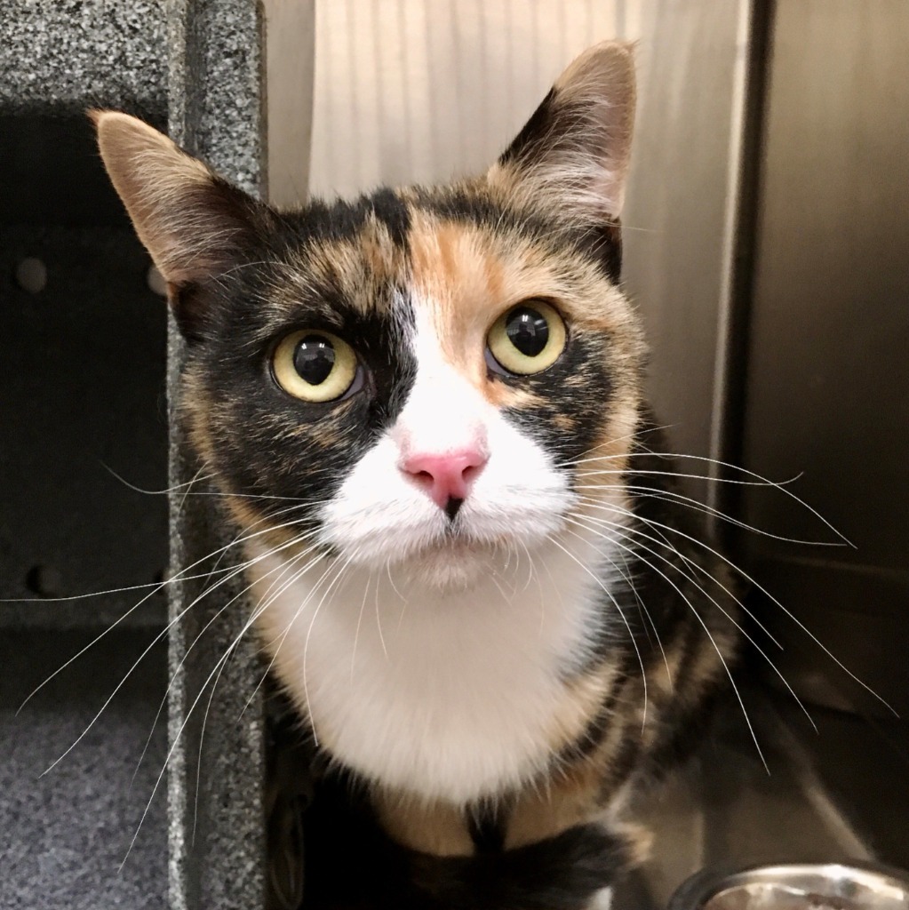 Taffy, an adoptable Calico in Heber City, UT, 84032 | Photo Image 1