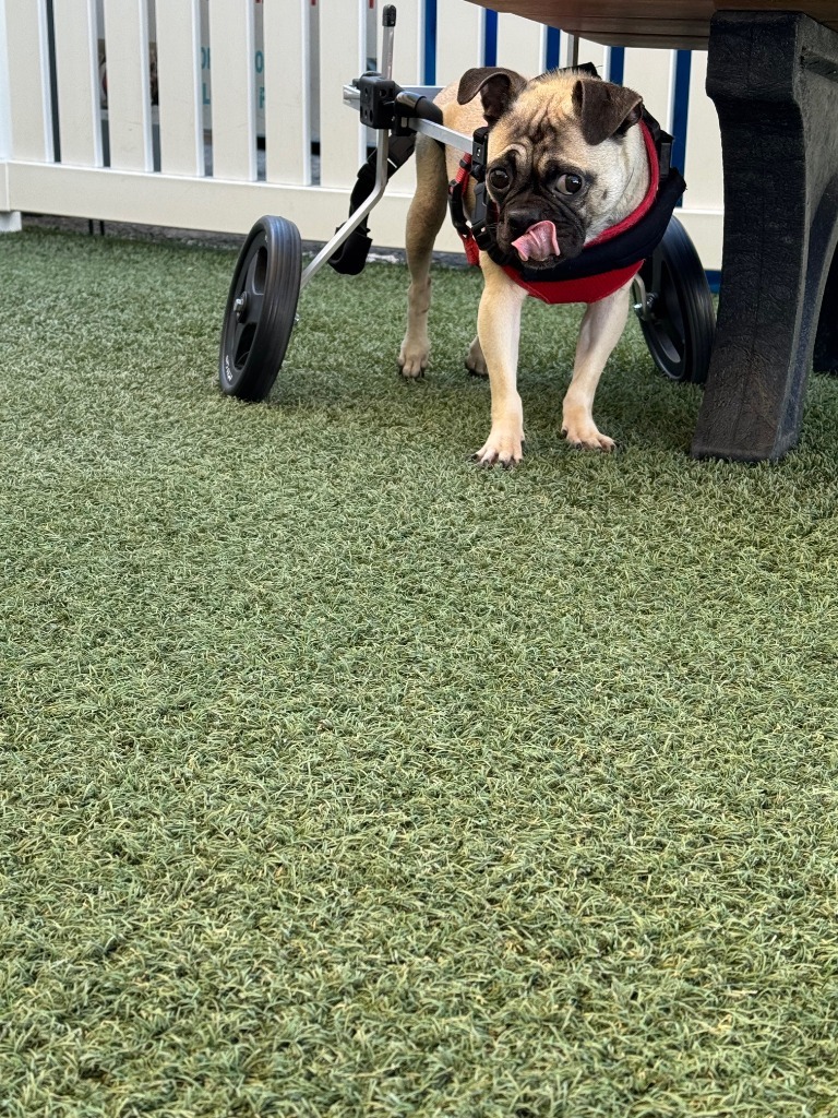 Olive *special needs*