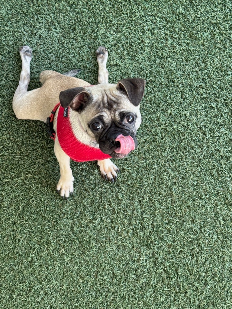 Olive *special needs*