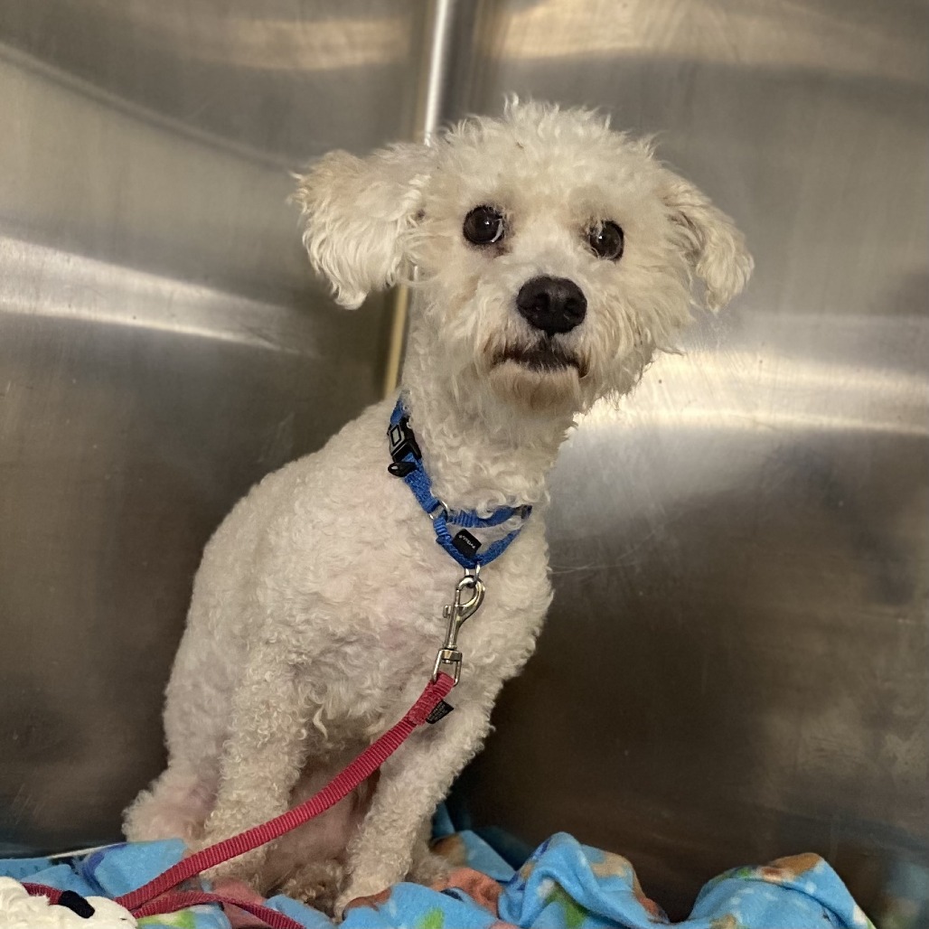 Adopt Romey