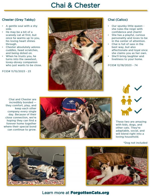 Chester Bonded W Chai
