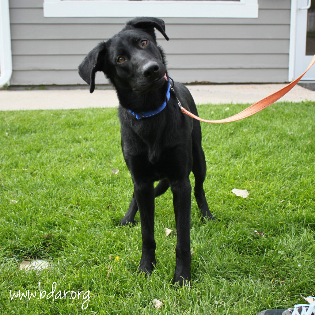 Tadpole, an adoptable Black Labrador Retriever, Mixed Breed in Cheyenne, WY, 82009 | Photo Image 1