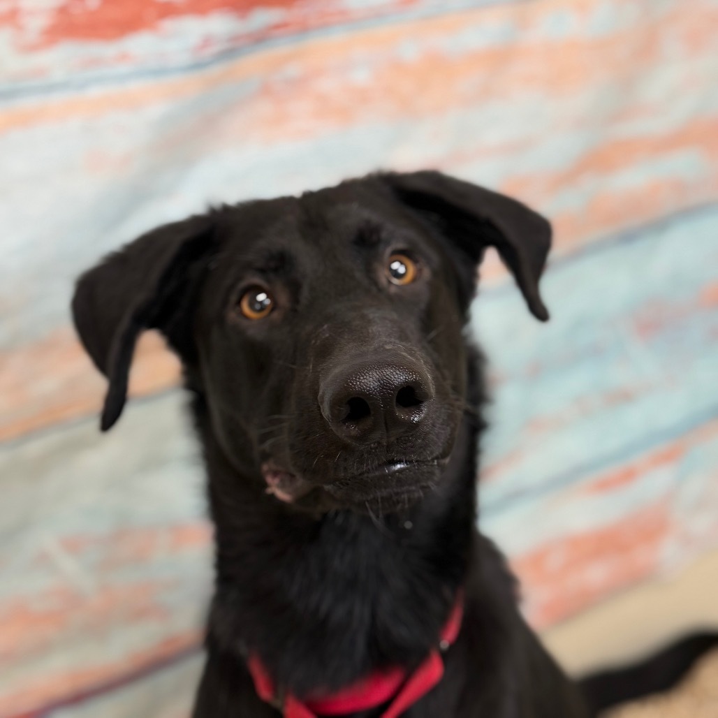 Tadpole, an adoptable Black Labrador Retriever, Mixed Breed in Cheyenne, WY, 82009 | Photo Image 3
