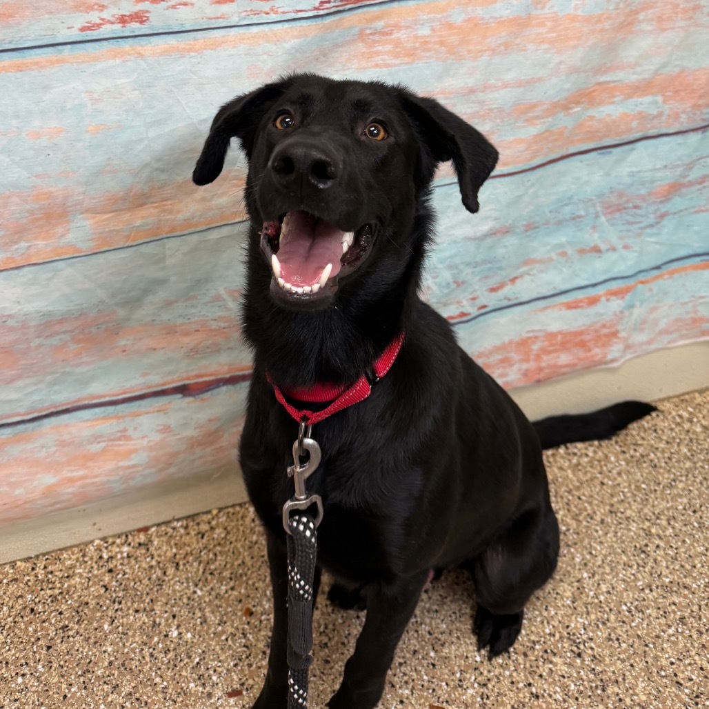 Tadpole, an adoptable Black Labrador Retriever, Mixed Breed in Cheyenne, WY, 82009 | Photo Image 4