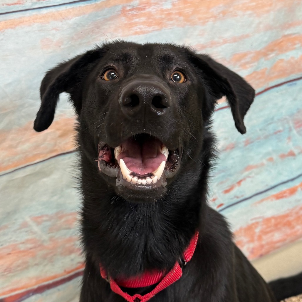 Tadpole, an adoptable Black Labrador Retriever, Mixed Breed in Cheyenne, WY, 82009 | Photo Image 5