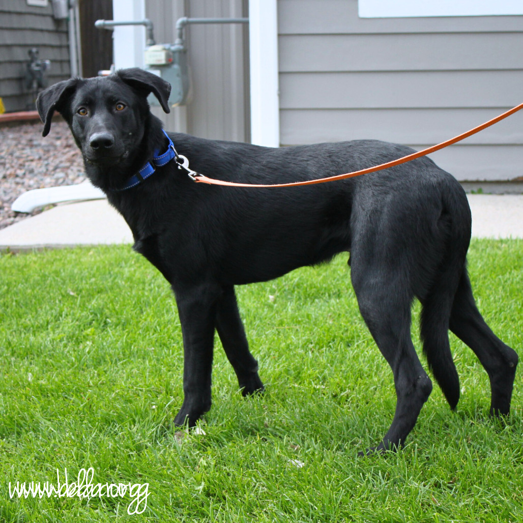 Tadpole, an adoptable Black Labrador Retriever, Mixed Breed in Cheyenne, WY, 82009 | Photo Image 6
