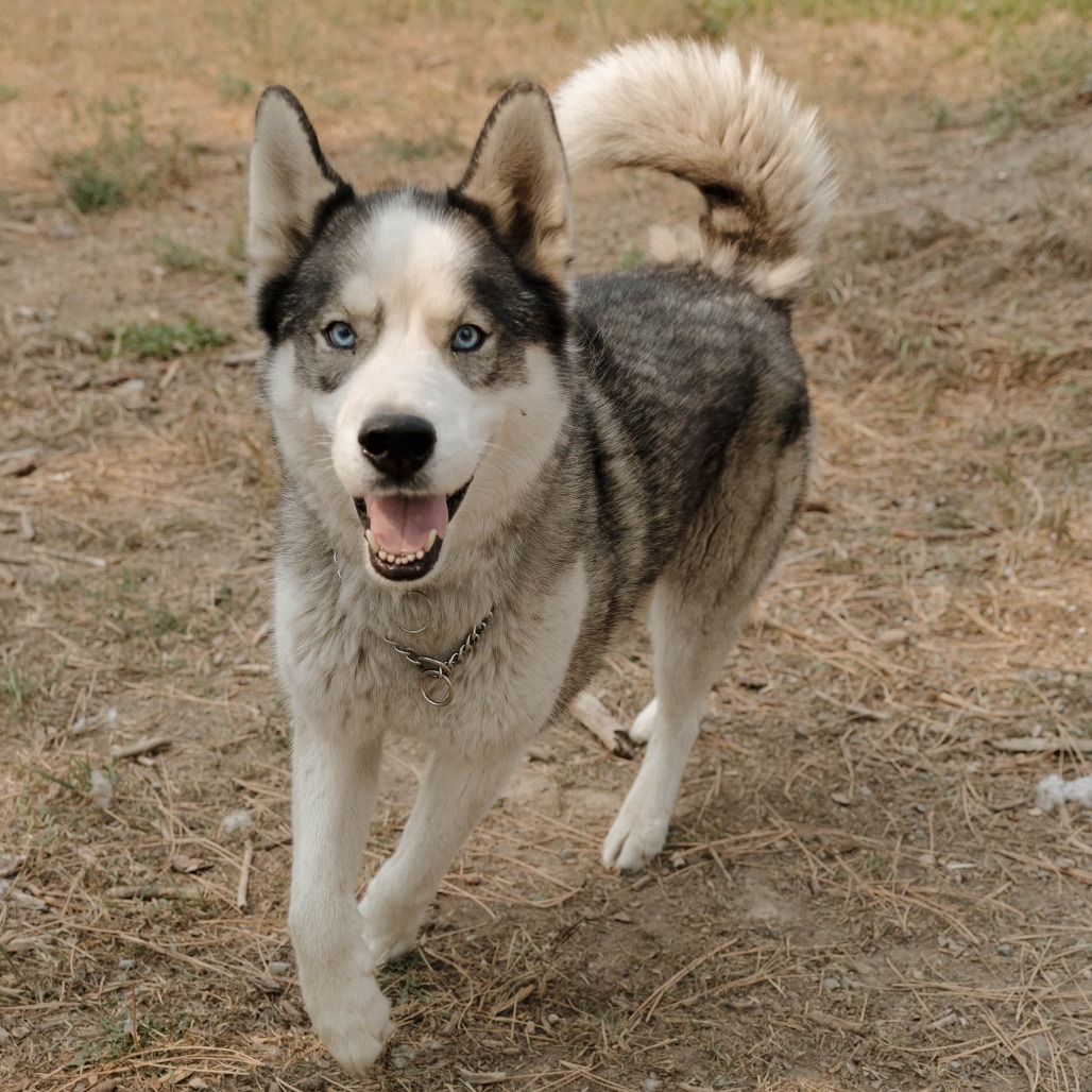 Koda Bear