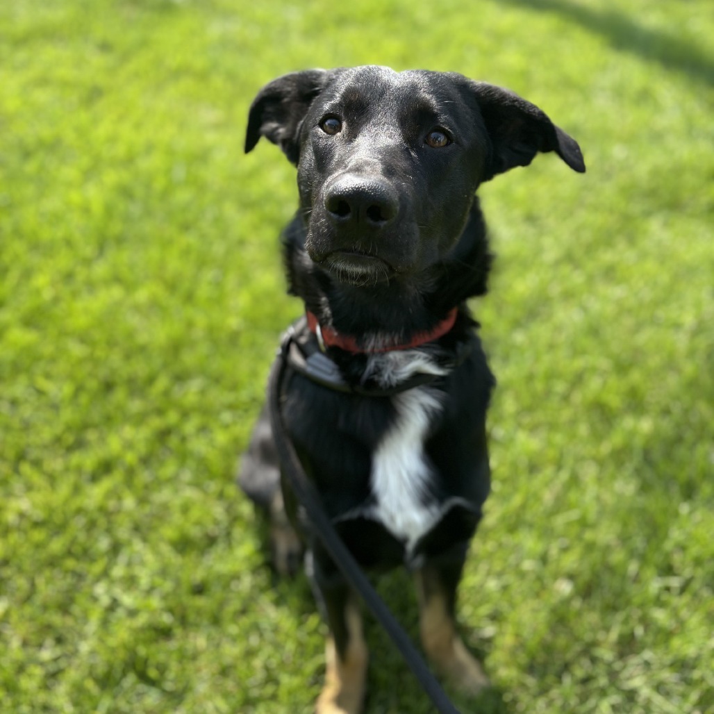 Mowgli