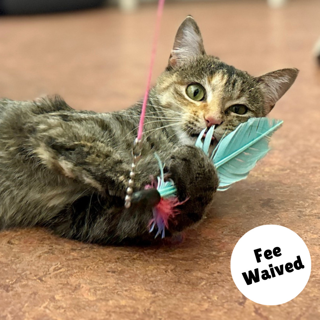 Bella, an adoptable Domestic Short Hair in Glenwood Springs, CO, 81601 | Photo Image 1