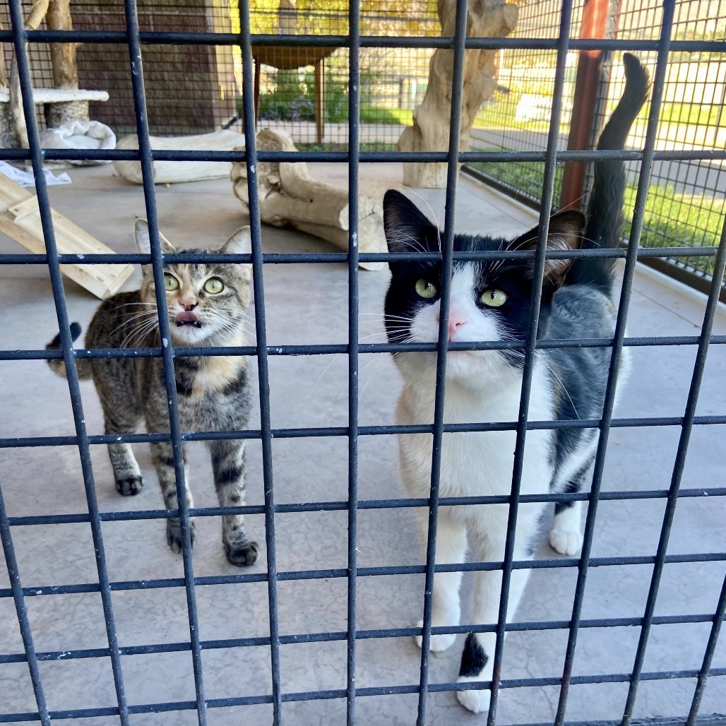 Bella, an adoptable Domestic Short Hair in Glenwood Springs, CO, 81601 | Photo Image 3