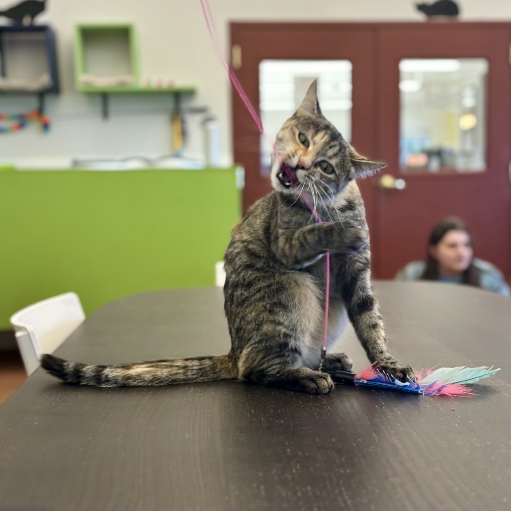 Bella, an adoptable Domestic Short Hair in Glenwood Springs, CO, 81601 | Photo Image 4