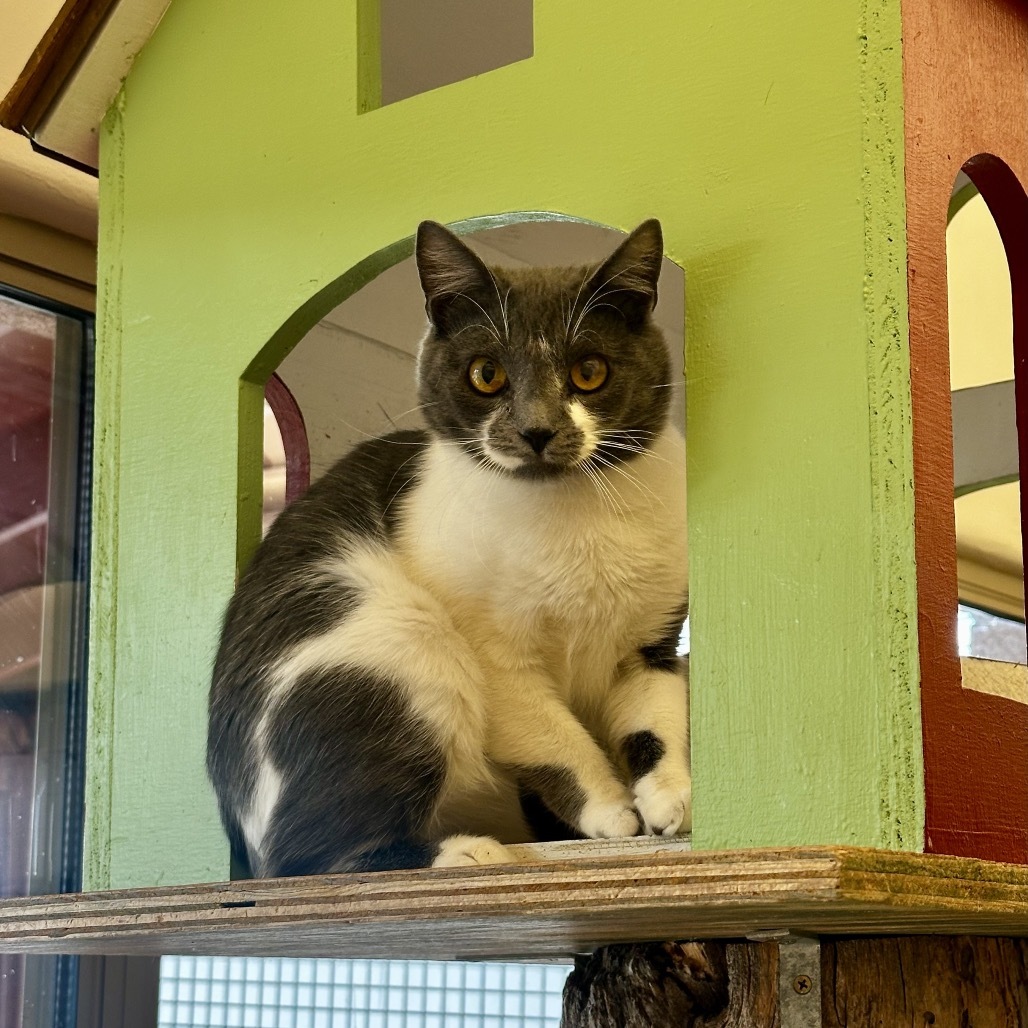 Denny, an adoptable Domestic Short Hair in Glenwood Springs, CO, 81601 | Photo Image 2