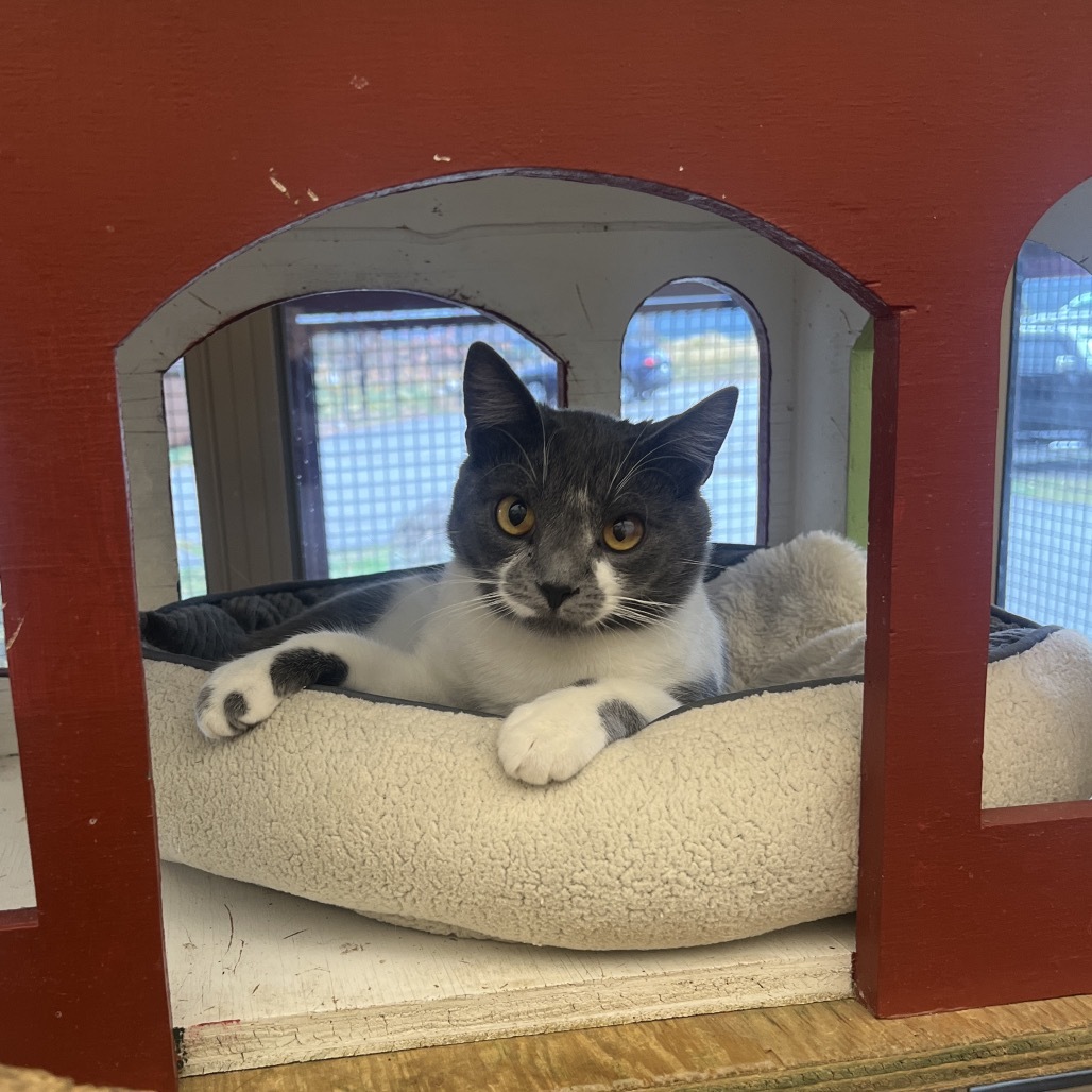 Denny, an adoptable Domestic Short Hair in Glenwood Springs, CO, 81601 | Photo Image 3
