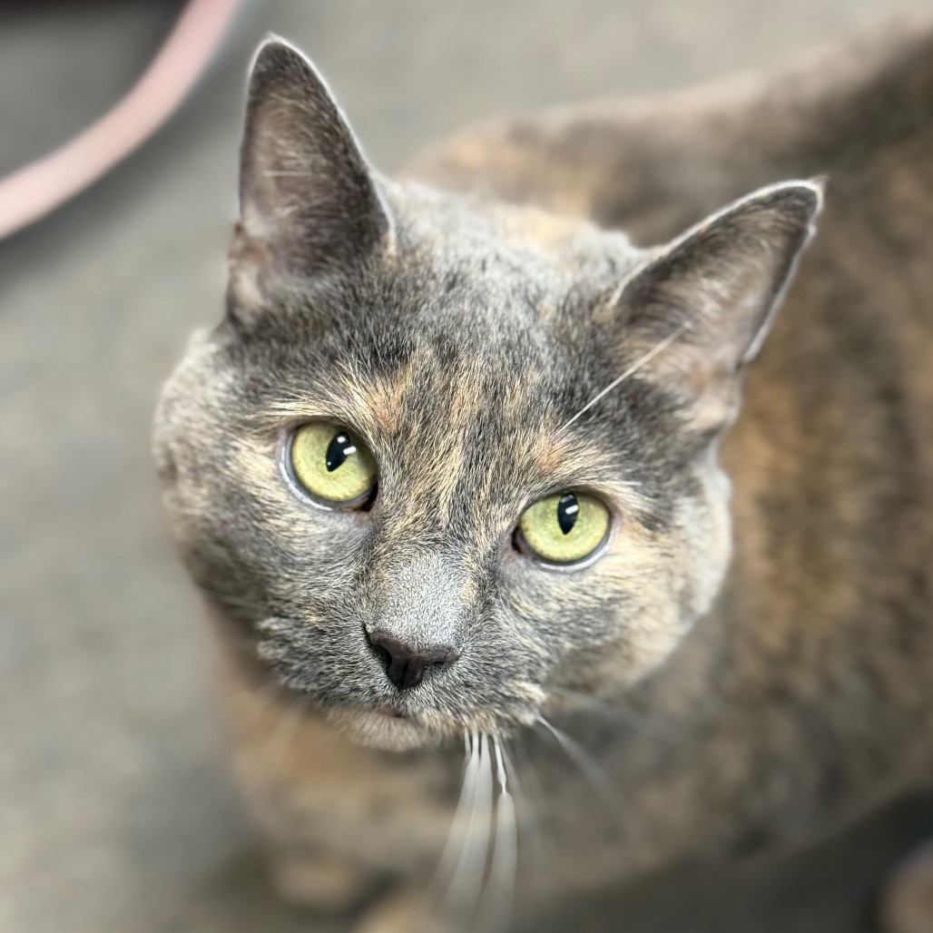 Marley, an adoptable Domestic Short Hair in Thomaston, ME, 04861 | Photo Image 1
