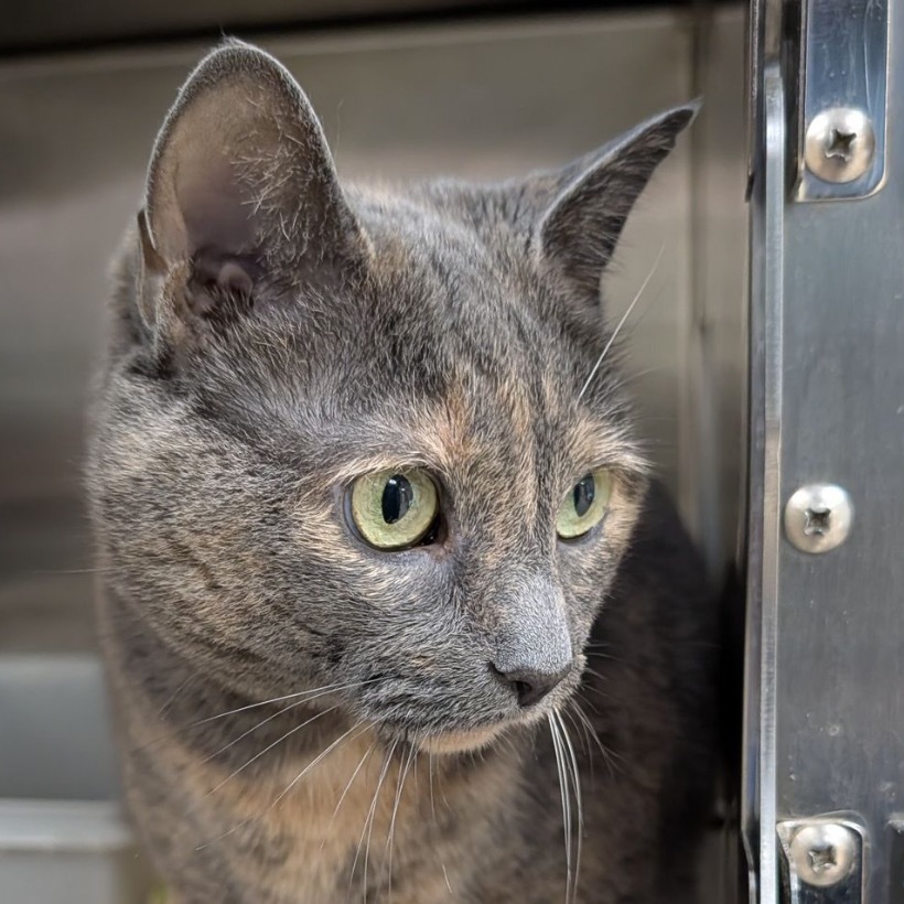 Marley, an adoptable Domestic Short Hair in Thomaston, ME, 04861 | Photo Image 2