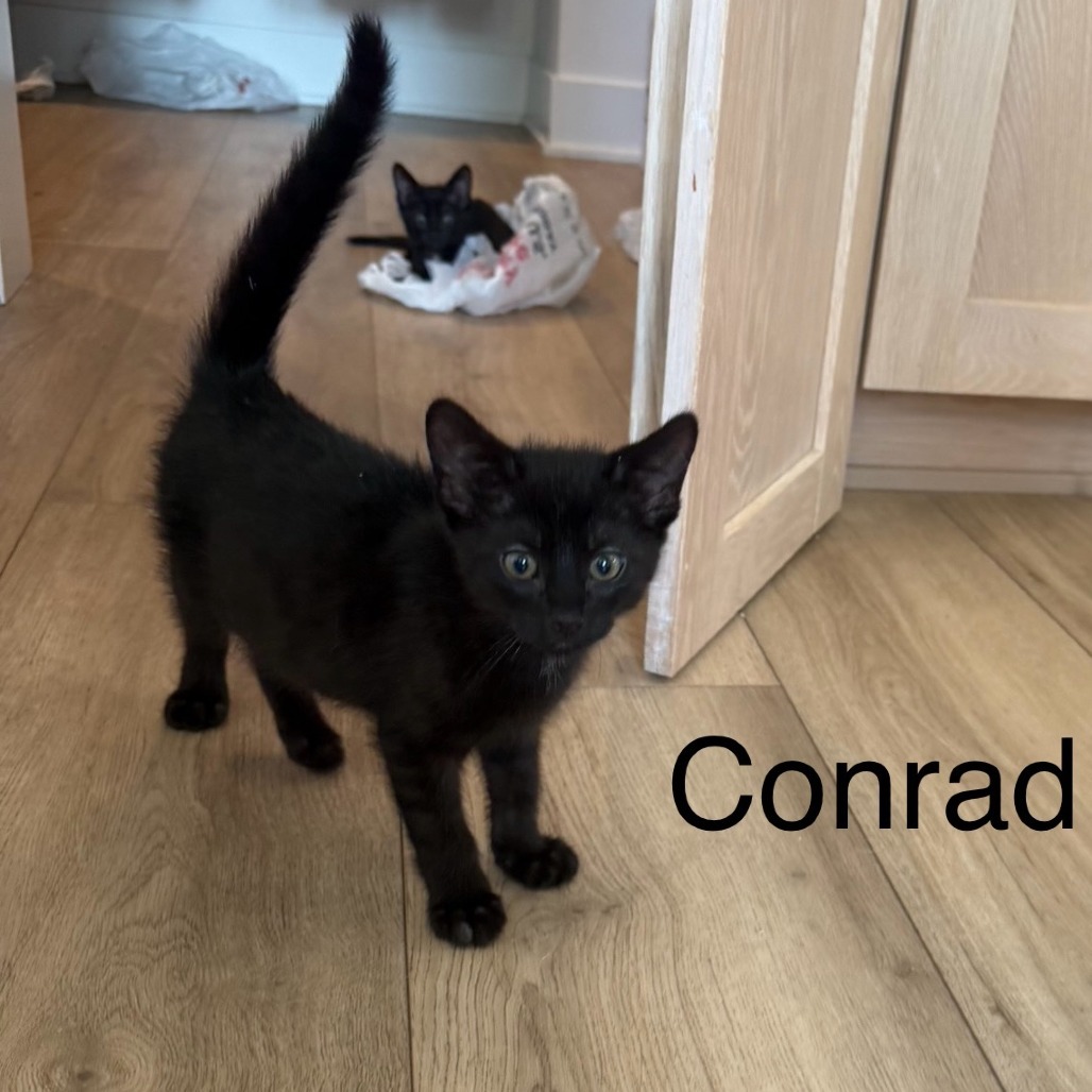 Conrad