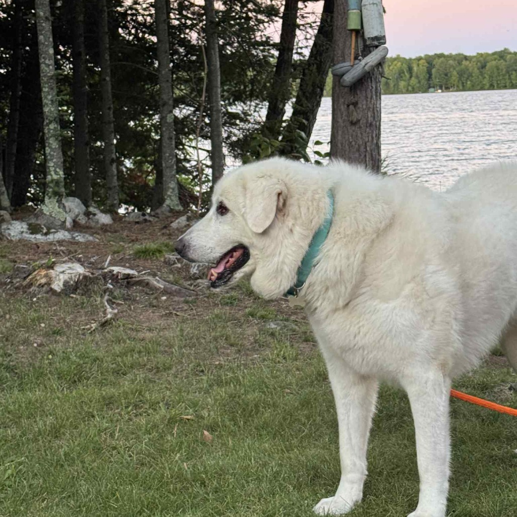 Winkleman, an adoptable Great Pyrenees in Park Falls, WI, 54552 | Photo Image 2