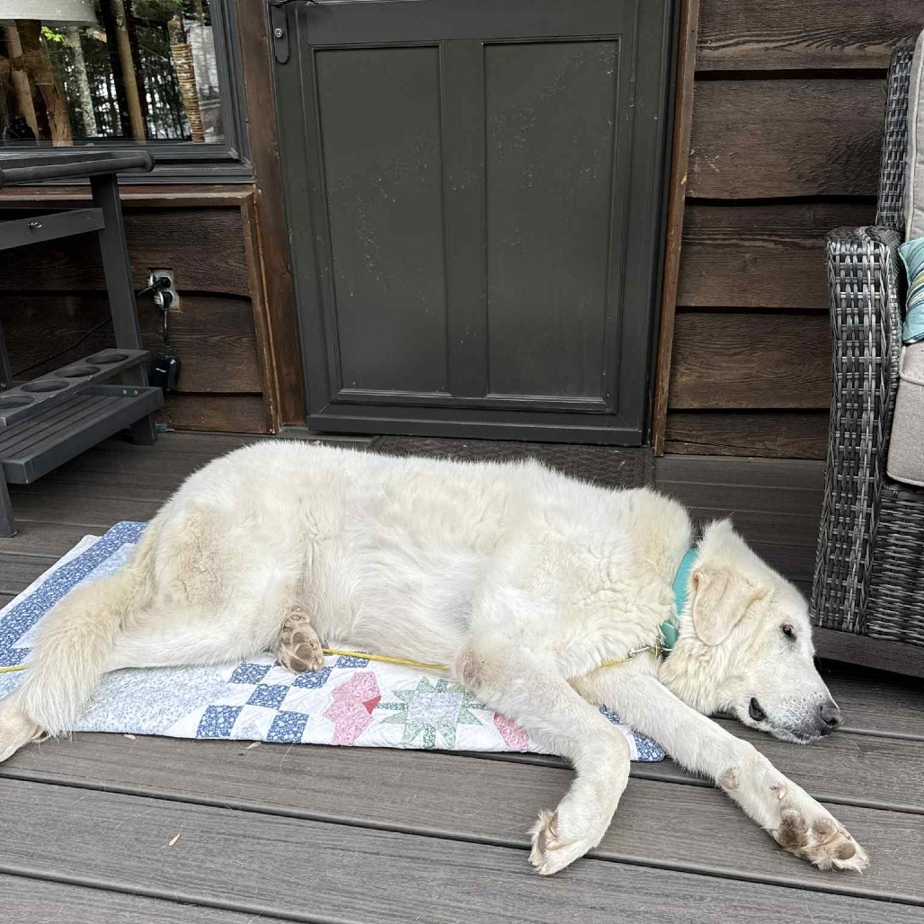 Winkleman, an adoptable Great Pyrenees in Park Falls, WI, 54552 | Photo Image 3