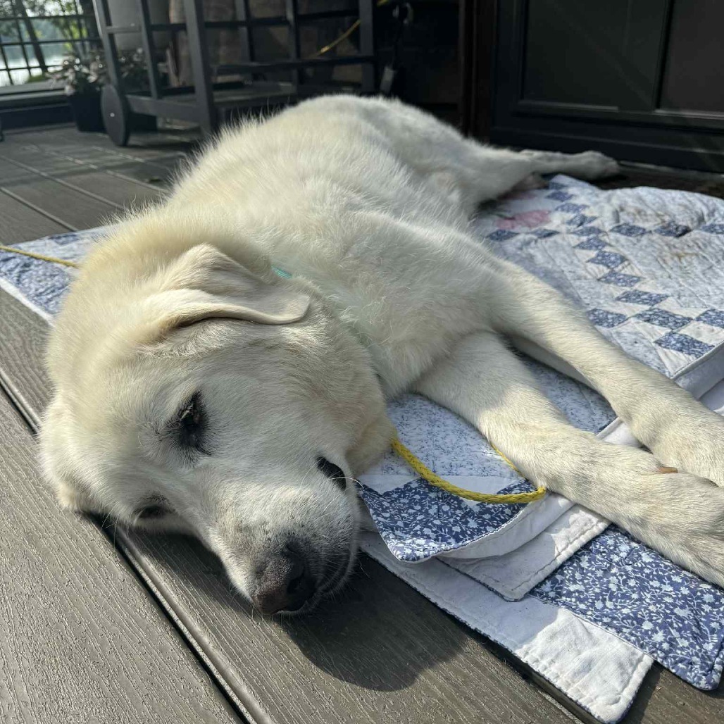 Winkleman, an adoptable Great Pyrenees in Park Falls, WI, 54552 | Photo Image 4