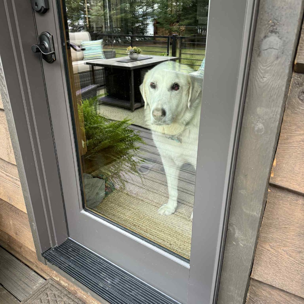 Winkleman, an adoptable Great Pyrenees in Park Falls, WI, 54552 | Photo Image 5