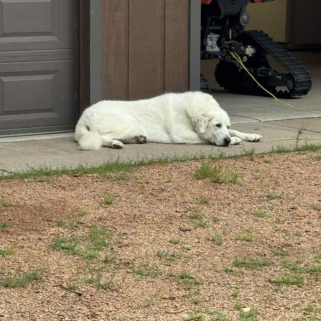 Winkleman, an adoptable Great Pyrenees in Park Falls, WI, 54552 | Photo Image 6