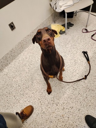 Halsey -ADOPTED