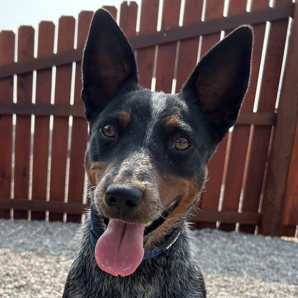 Truly, an adoptable Australian Cattle Dog / Blue Heeler in Lander, WY, 82520 | Photo Image 1