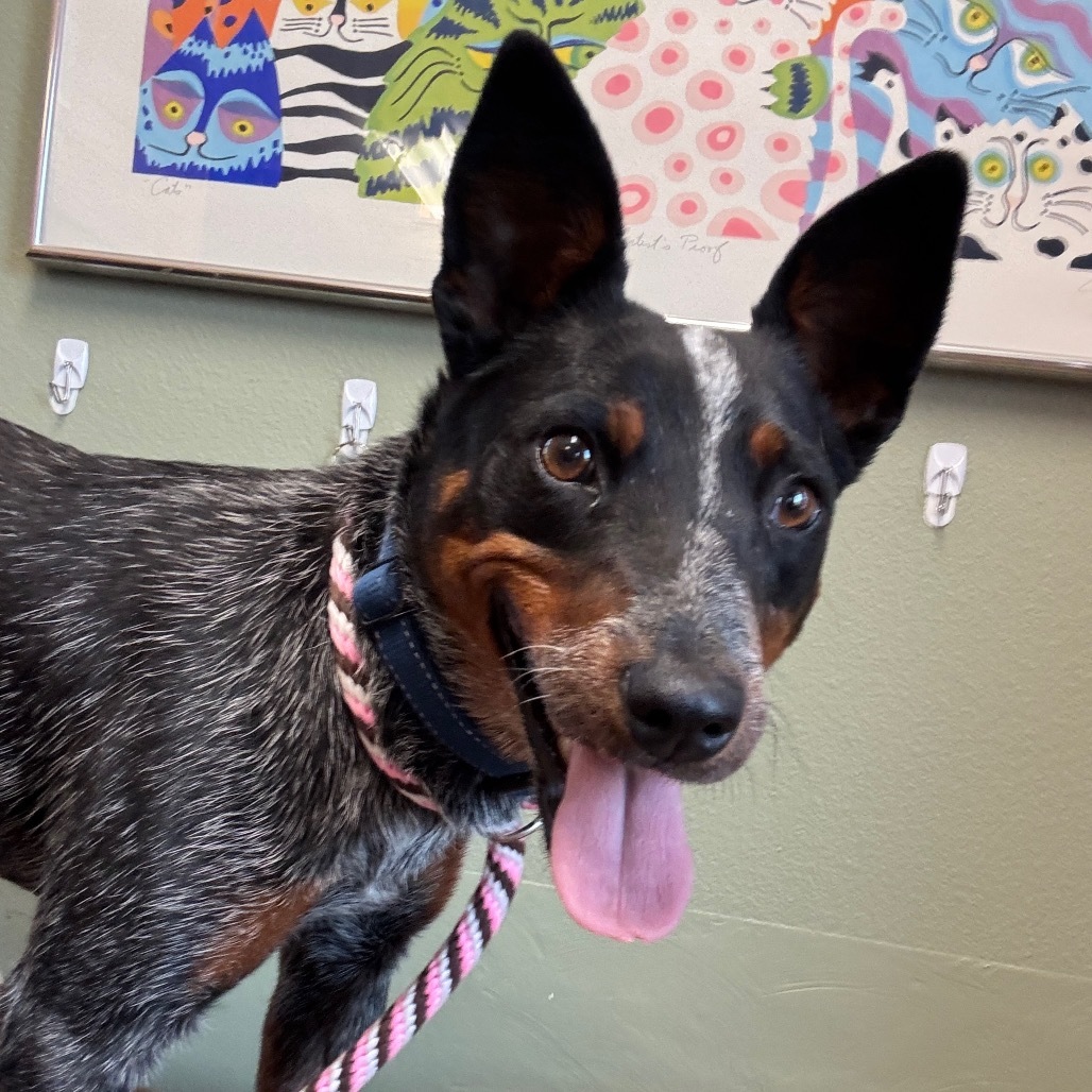 Truly, an adoptable Australian Cattle Dog / Blue Heeler in Lander, WY, 82520 | Photo Image 2