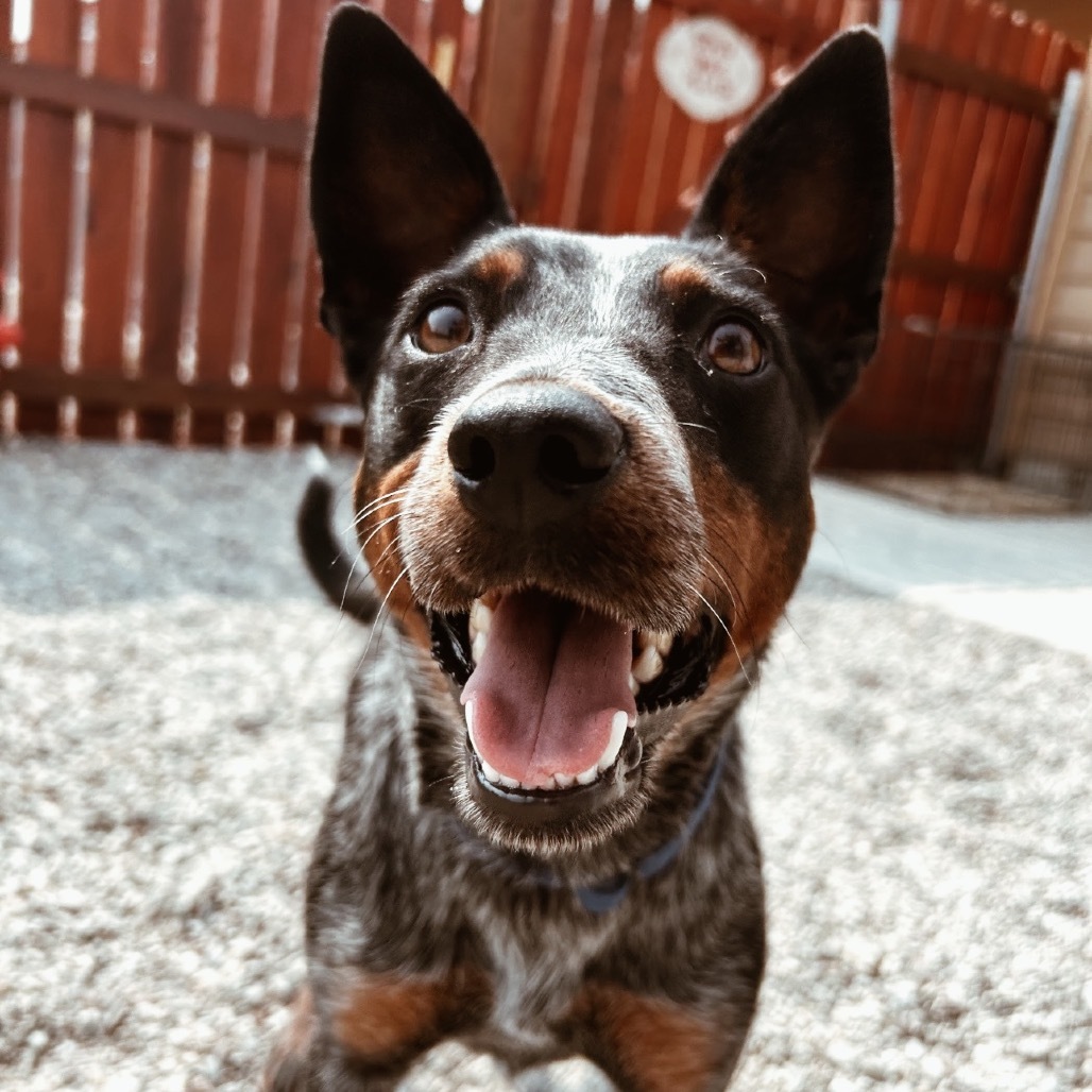 Truly, an adoptable Australian Cattle Dog / Blue Heeler in Lander, WY, 82520 | Photo Image 3