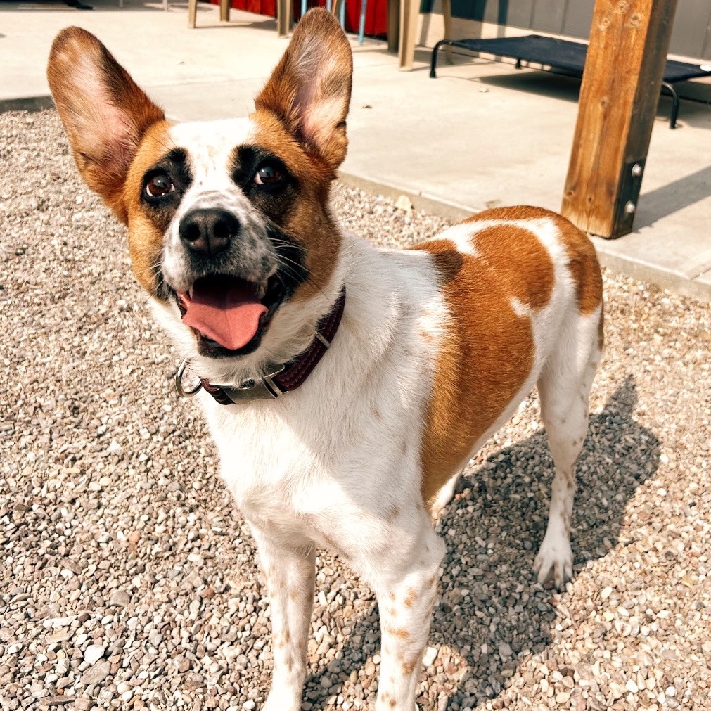 Annie Earsley, an adoptable Cattle Dog, Mixed Breed in Lander, WY, 82520 | Photo Image 1