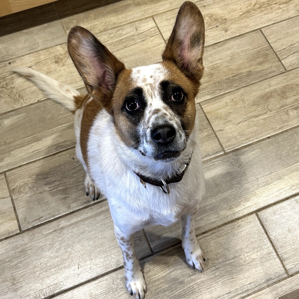 Annie Earsley, an adoptable Cattle Dog, Mixed Breed in Lander, WY, 82520 | Photo Image 2