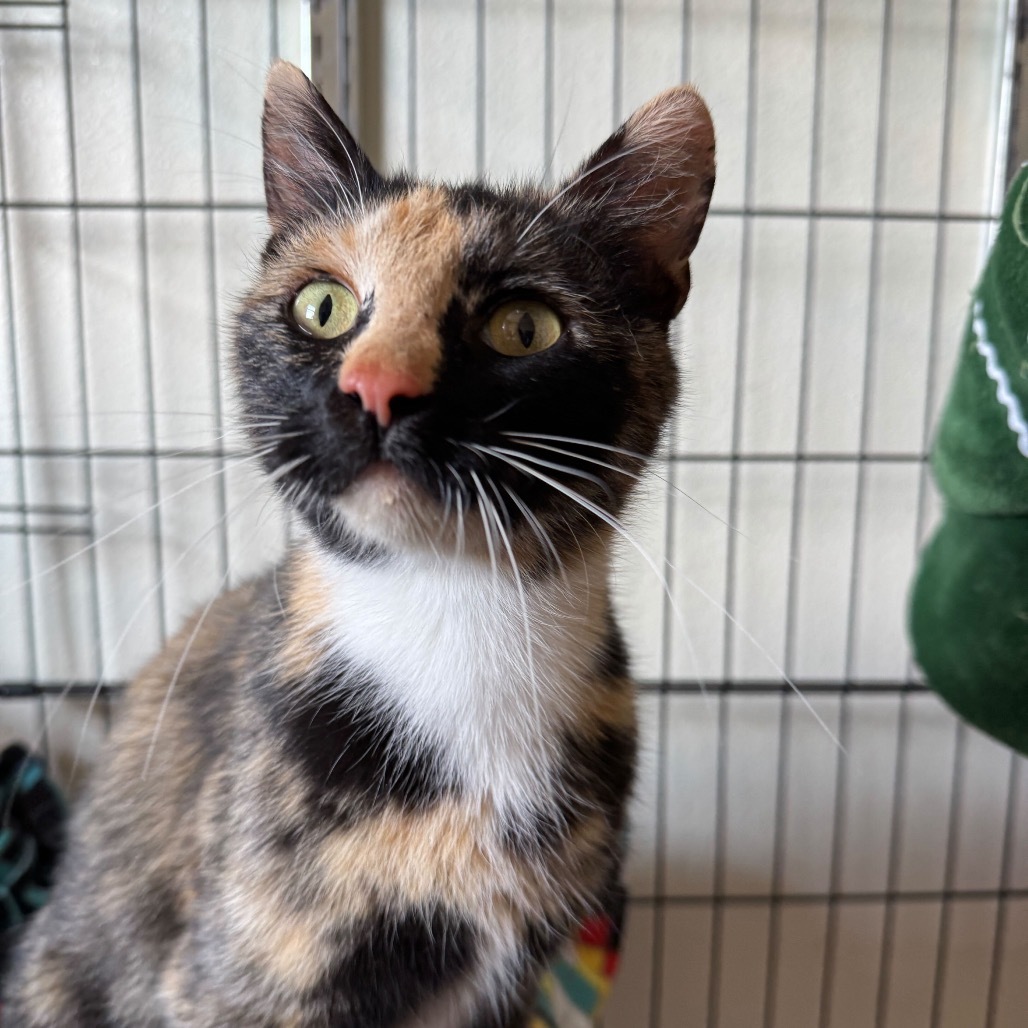 Starla, an adoptable Domestic Short Hair in Lander, WY, 82520 | Photo Image 1