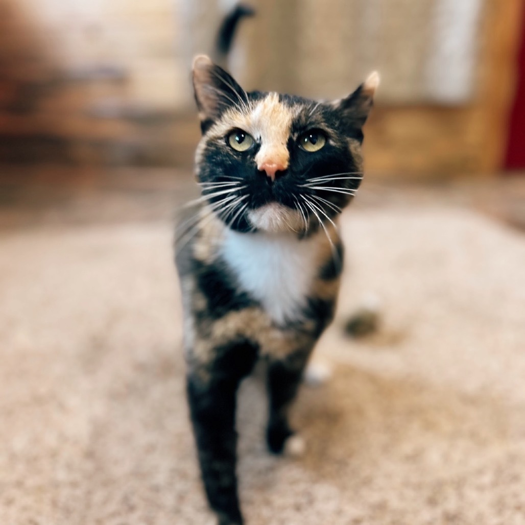 Starla, an adoptable Domestic Short Hair in Lander, WY, 82520 | Photo Image 2