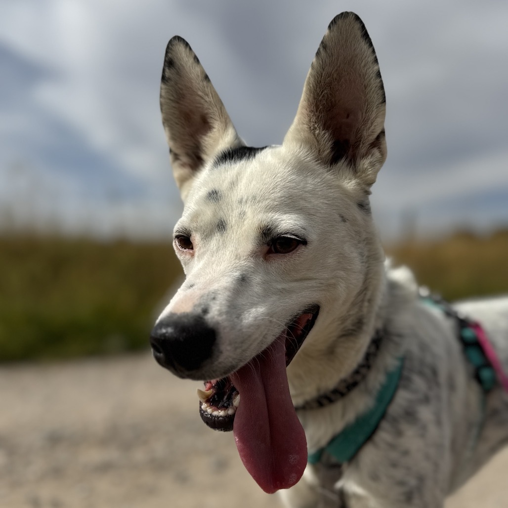 Fritz (Freckles), an adoptable Australian Cattle Dog / Blue Heeler in Lander, WY, 82520 | Photo Image 1