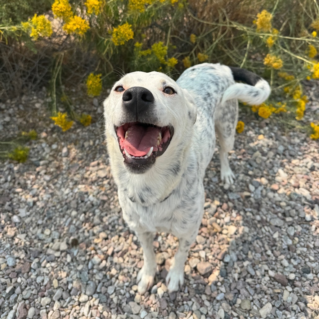 Fritz (Freckles), an adoptable Australian Cattle Dog / Blue Heeler in Lander, WY, 82520 | Photo Image 2