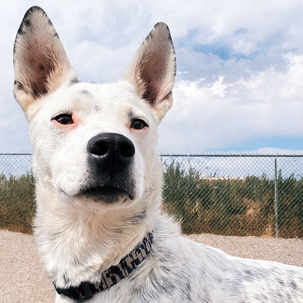 Fritz (Freckles), an adoptable Australian Cattle Dog / Blue Heeler in Lander, WY, 82520 | Photo Image 3
