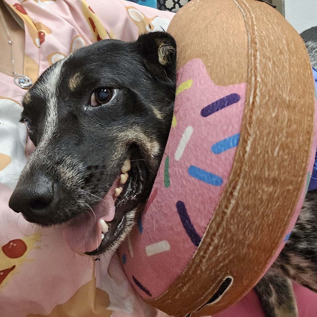 Courage- Tripod Dog!!