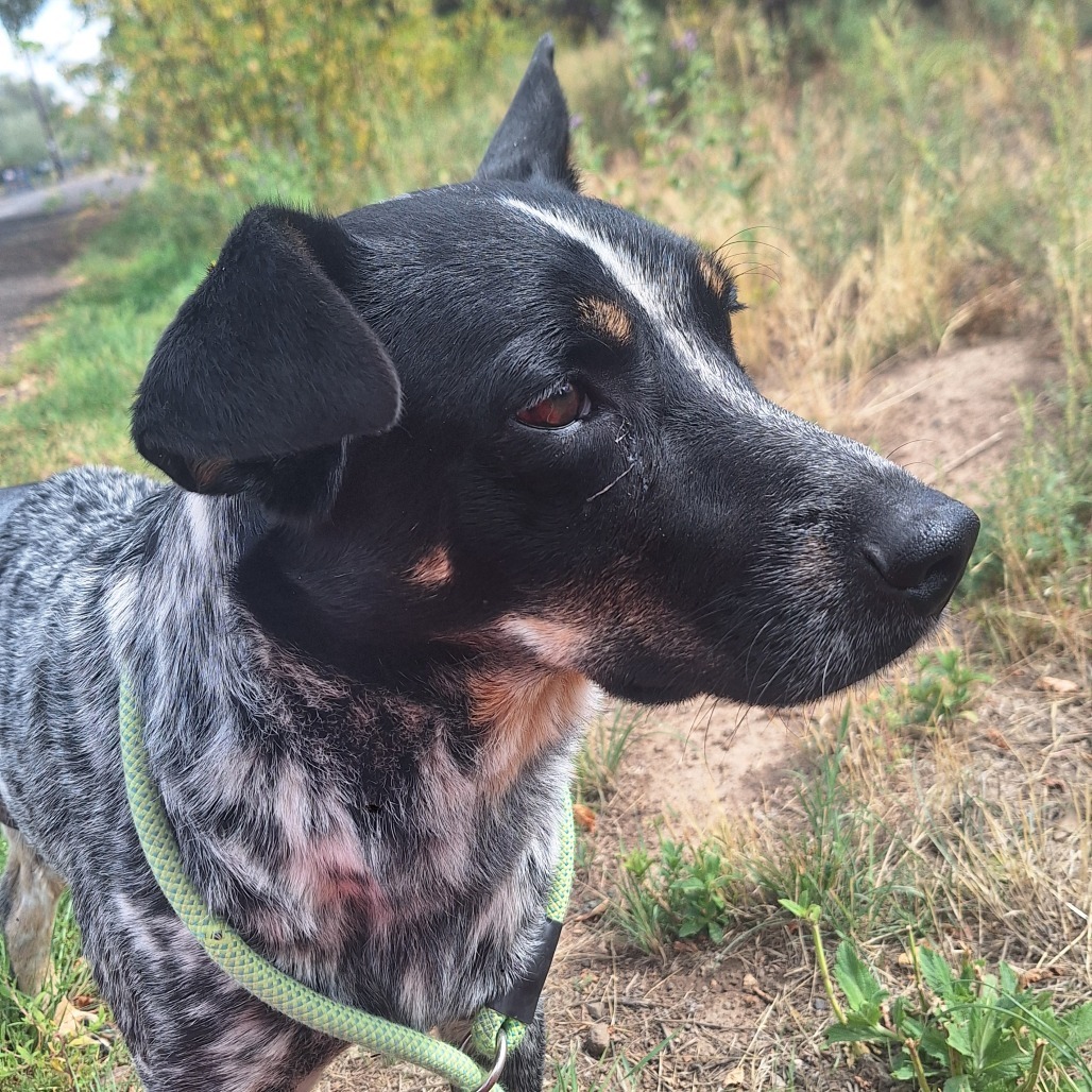 Courage- Tripod Dog!!