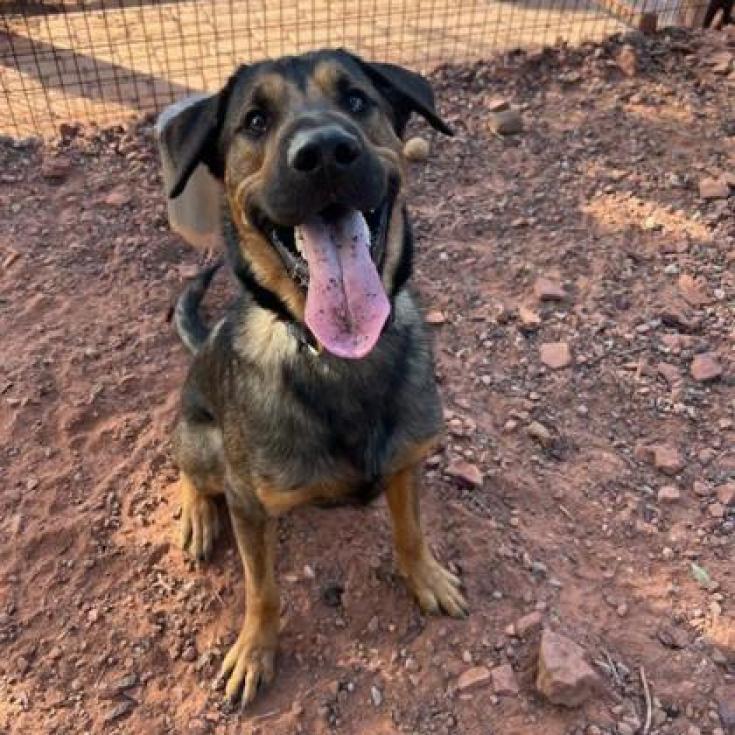 Hershey- Handsome AND sweet!