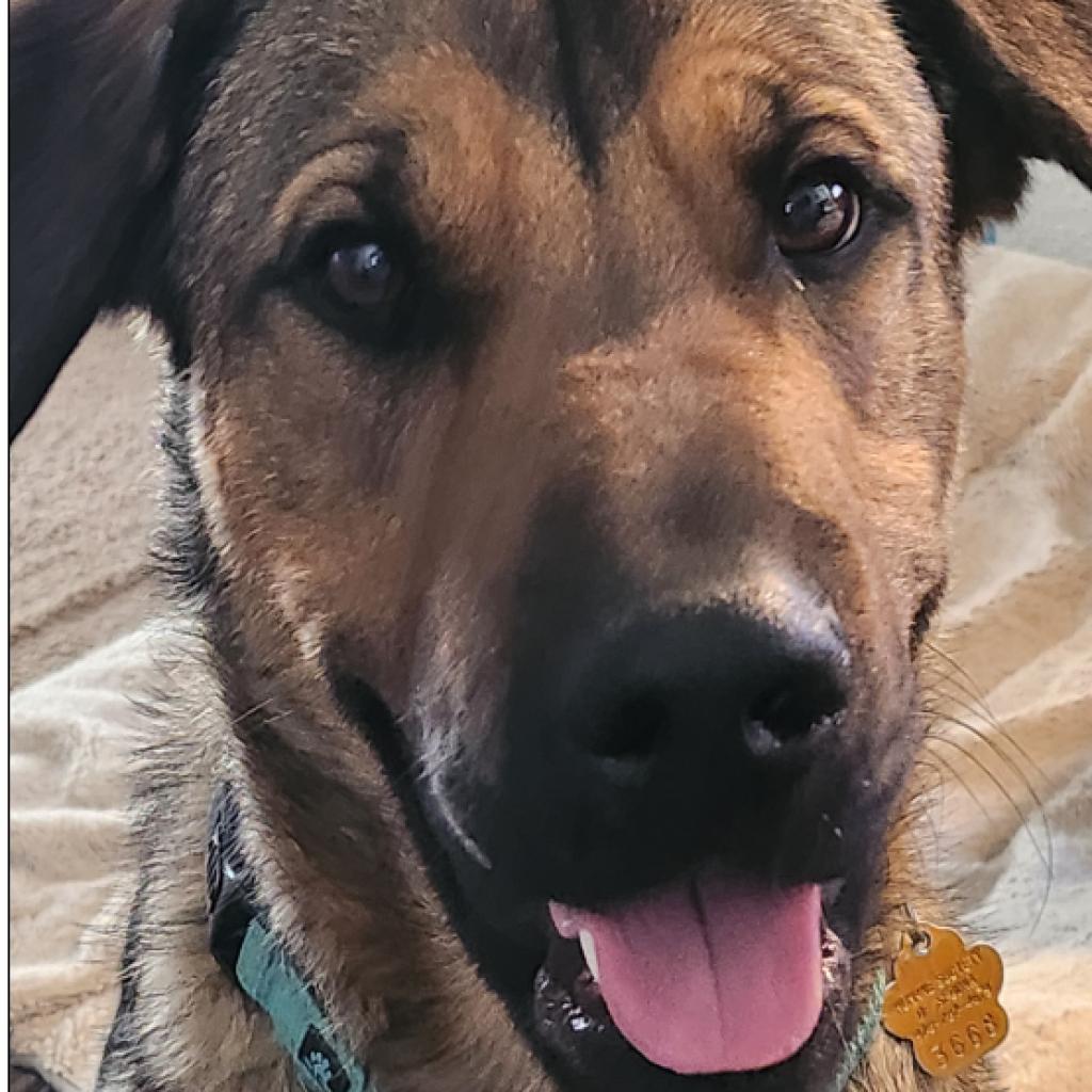 Hershey- Handsome AND sweet!