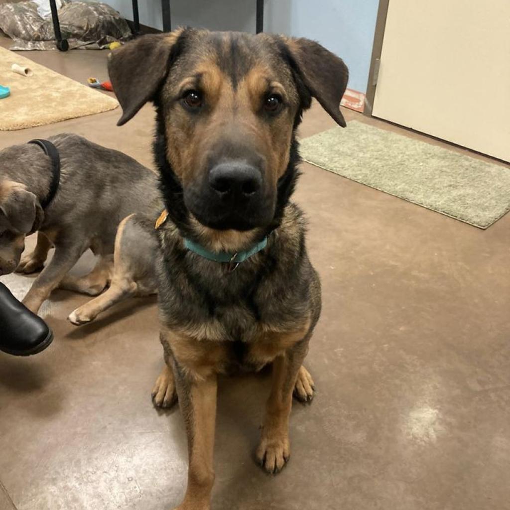 Hershey- Handsome AND sweet!